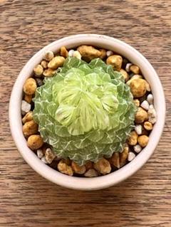 な*や様 多肉植物　ハオルチア　秋思いオブツーサ錦　鮮明錦　美品 多肉植物 ハオルチア OHオブツーサ錦×赤鳥オブツーサ錦 鮮明錦
