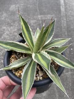 アガベ・ロファンサ｜Agave lophantha | DESERT INC.