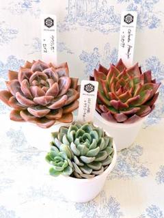 【メルカリ便】多肉植物　ザラゴーサspノバ　抜き苗 メルカリ便】多肉植物 ザラゴーサspノバ 抜き苗