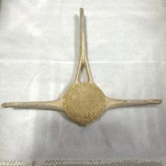 イルカの骨？