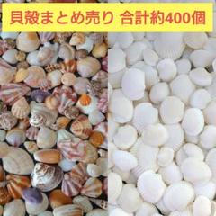 貝殻 　まとめ売り　多種類　合計約400個
