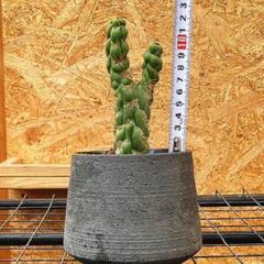 新商品✨超希少❗️セレウス　スピラリス15㎝抜き苗　1株　発根済み 新商品✨超希少❗️セレウス スピラリス15㎝抜き苗 1株 発根済み