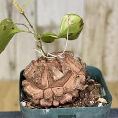み*や様 【希少/300円スタート】亀甲竜　コーデックス　塊根植物 20241115105318_1.jpg