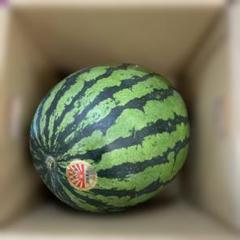 0178千葉県産丸朝大玉スイカ良品6Lサイズ1箱1玉入り - メルカリ