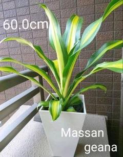 花言葉は幸福 ドラセナ マッサンゲアナの中古 未使用品を探そう メルカリ 花言葉は幸福 ドラセナ マッサンゲアナの中古 未使用品を探そう メルカリ