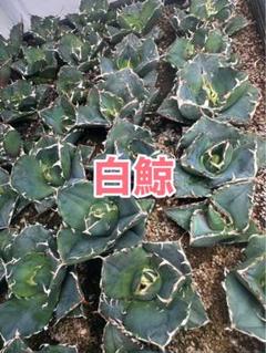 ✳️改良版✳️大好評に付き再販多肉 抜き苗 80苗をお買い得価格で(^^)v✳️ ✳️改良版✳️大好評に付き再販多肉 抜き苗 80苗をお買い得価格