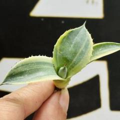 936【上澳園芸】アガベ パリー トランカータ オリザバ - メルカリ