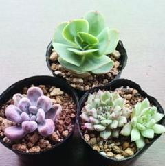 ☆*☆様 W718×105苗 キューピット 土付き エケベリア 多肉植物 韓国苗 2025年最新】キューピッド 多肉の人気アイテム - メルカリ
