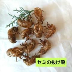 2025年最新】蝉 標本の人気アイテム - メルカリ