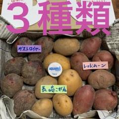 ぷてくん！長崎県産デストロイヤーML20㎏ ぷてくん様専用！長崎県産デストロイヤーML20㎏ 食品