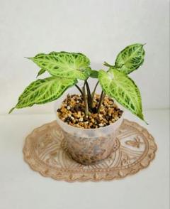 ごんた✴︎ メルカリ便発送‼︎　リップルエフェクト　鉢付き発送‼︎ メルカリ【植物の梱包方法】【鉢ごと発送】ダンボール編 - YouTube