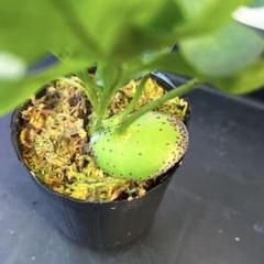 【メルカリ便で発送】レカノプテリス ミラビリス② メルカリ便で発送】レカノプテリス ミラビリス② - メルカリ
