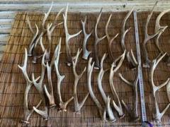 12.5kg 鹿の角　アクセサリー　パーツ素材