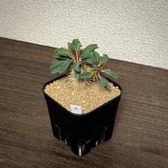 2025年最新】Guillauminianaの人気アイテム - メルカリ