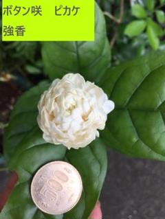 ピカケ苗 八重ボタン咲き三年大苗 2025年最新】PIKAkE 苗の人気アイテム - メルカリ