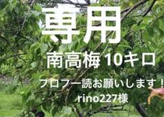 お値下げ♡南高梅♡玉竜畑から今ちぎってきた青梅♡10キロ超え♡無農薬 お値下げ♡南高梅♡玉竜畑から今ちぎってきた青梅♡10キロ超え
