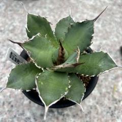154チタノタオテロイ　阿修羅のサムネイル