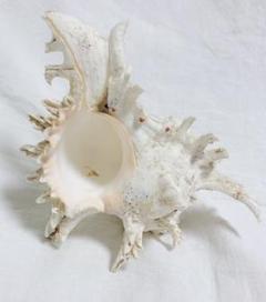 【値下げしました❗️】沖縄の貝（大サイズ）