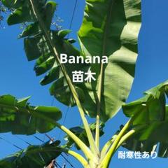 110cm,耐寒バナナ苗＝幻のゴールデンブラジル南米最高峰美味