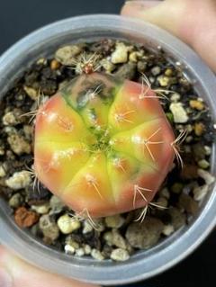 2025年最新】ギムノカリキウムの人気アイテム - メルカリ