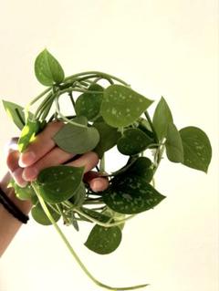 2025年最新】品種名：スキンダプサス その他観葉植物の人気