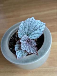 希少品種！ベゴニア・ロッキー（Begonia rockii）