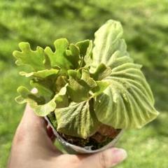 ごん様・メルカリ便！P.ridleyi dwarf silver 423 ごん様・メルカリ便！P.ridleyi dwarf silver 423 - メルカリ