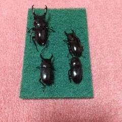 昆虫標本 ウガンダ　ウガンデンシス　4匹セット 1点もの【昆虫標本】ウガンデンシスオオツノカナブン61mm