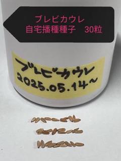 colorful様向け】パキポディウム ブレビカウレ 自宅採種種子 100