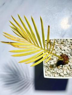 金環(奄美黄金)ソテツ　脇芽多数　珍品 金環(奄美黄金)ソテツ 脇芽多数 珍品 - メルカリ