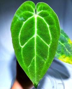 2025年最新】anthurium aceの人気アイテム - メルカリ
