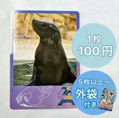 鳥羽水族館 コレクションカード セイウチ ツララ ポウ レア キラカード 3枚 鳥羽水族館 コレクションカード セイウチ ツララ ポウ レア キラ
