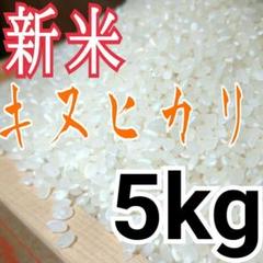 無洗米OK 令和2年度 埼玉県産 新米キヌヒカリ 白米5kg 精米料込み