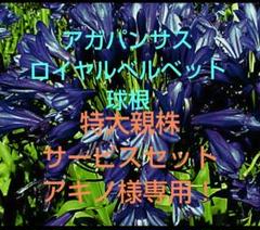 限定1個アガパンサス　ロイヤルベルベット特大親株サービスセット 希少 アガパンサス ロイヤルベルベット 超特大株セット① - メルカリ