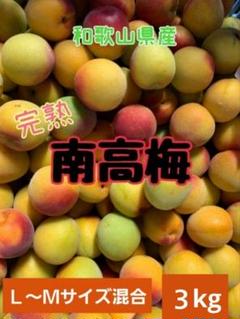 和歌山県産　紀州南高梅‼️14kg　Ｍサイズ‼️みかんキング 2025年最新】みかんキングの人気アイテム - メルカリ