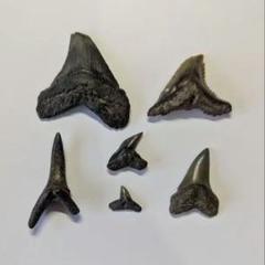 サメの歯の化石