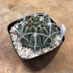C.バッテリー 狂刺 スーパー実生 鉢植えメルカリ便送料込み 2025年最新】ギムノカリキウム バッテリーの人気アイテム - メルカリ