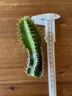 F555 サボテン ユーフォルビア ムランジーナ 特殊 実生株 ユーフォルビア ムランジーナ | STELLA.PLANTS