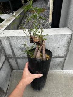 値下げ⭐パキプス根刺し＆発根済みグラキリス 71al6EYeApL._UF350,350_QL80_.jpg