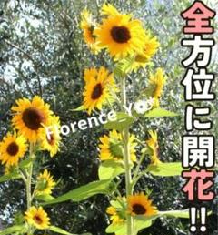 コン)❤️花の種 ひまわり【F1 コンサートベル 10粒】向日葵