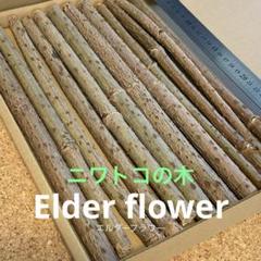 エルダーフラワー　ニワトコ 枝