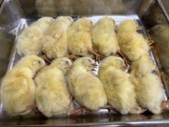 PAPA☆mick 猛禽類爬虫類用餌　冷凍ひよこ　230＋α 冷凍 ひよこ ヒヨコ 餌 エサ 210羽 猛禽類 爬虫類 フクロウ