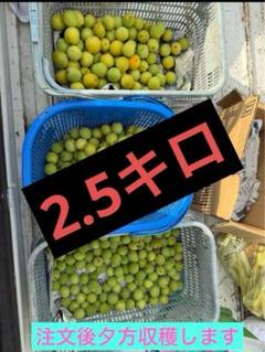 函館近郊産豊後梅20キロサイズL以上 函館近郊産豊後梅20キロサイズL以上 - メルカリ