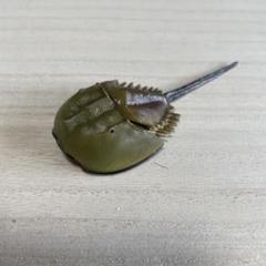 2025年最新】カブトガニ 標本の人気アイテム - メルカリ