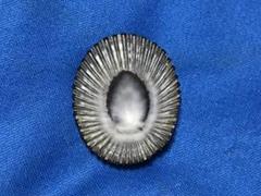 貝標本　Hawaii諸島Maui島のクロスジカサガイ　特美品個体
