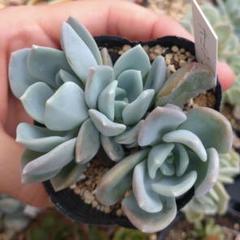 2025年最新】多肉植物オルペットの人気アイテム - メルカリ