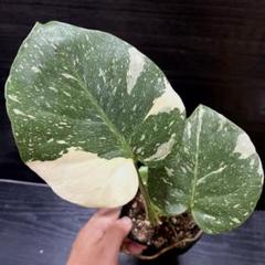 モンステラ デリシオーサ 極麗の素晴らしく綺麗なプラチナム