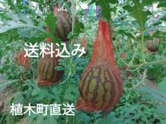 空宙スイカ　植木町産　スイカっちゃん　2L2玉セット 生産者】スイカっちゃんの立体スイカ2L2玉: you+youくまもと 農