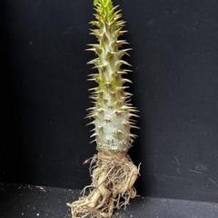 74塊根植物サボテン 多肉植物 「実生」パキポディウム