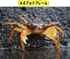 【かわいいフォトフレーム】サワガニの写真（A４判。オリジナルフォト）